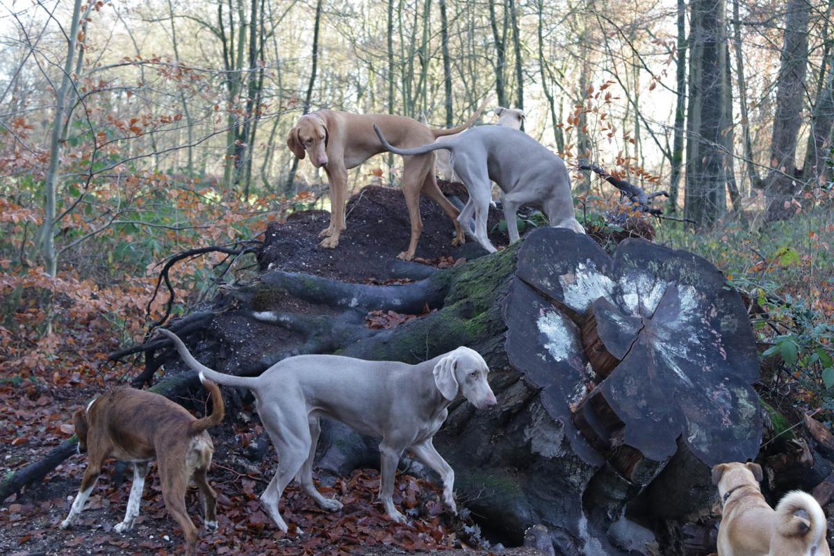 Jachthonden op de Veluwe