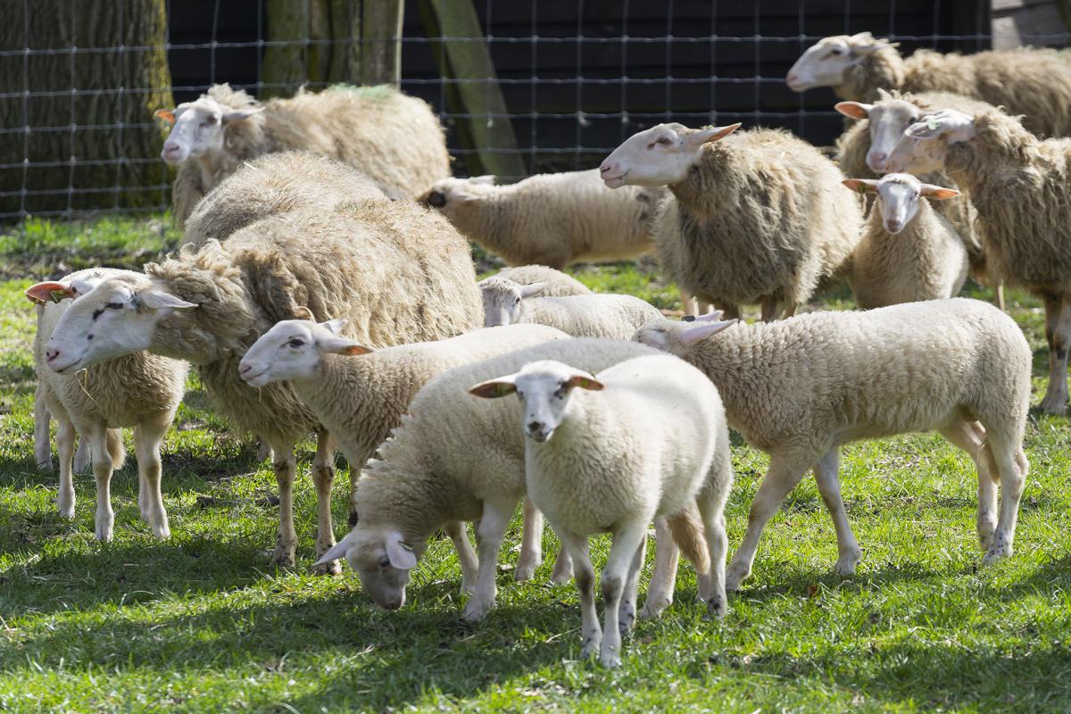 Lammetjes op de Veluwe